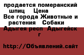 продается померанский шпиц  › Цена ­ 35 000 - Все города Животные и растения » Собаки   . Адыгея респ.,Адыгейск г.